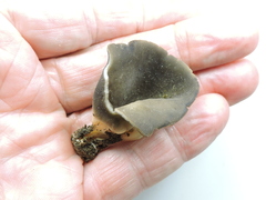 Dissingia leucomelaena