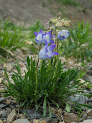 Campanula tridentata biebersteiniana