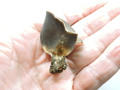 Dissingia leucomelaena