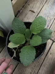Borago