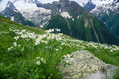 Anemonastrum fasciculatum