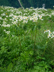 Anemonastrum fasciculatum