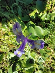 Iris planifolia