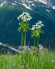 Anemonastrum fasciculatum