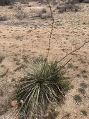 Yucca elata verdiensis