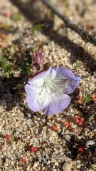 Phacelia douglasii