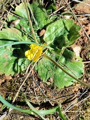 Ranunculus bullatus