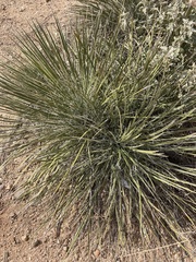 Yucca elata verdiensis