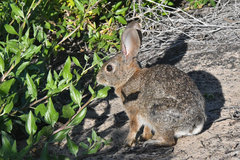 Sylvilagus bachmani