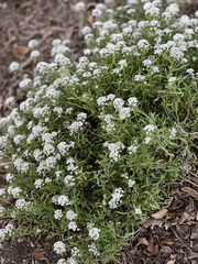 Lobularia maritima