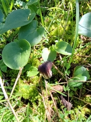 Arisarum simorrhinum