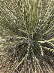 Yucca elata verdiensis