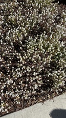 Lobularia maritima