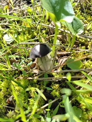 Arisarum simorrhinum