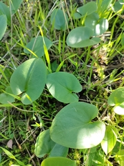 Arisarum simorrhinum
