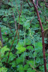 Tellima grandiflora