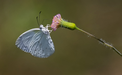 Leptophobia aripa