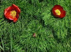Paeonia tenuifolia