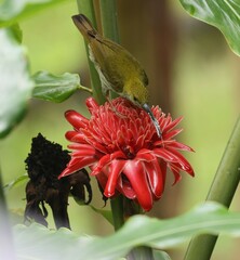 Arachnothera everetti