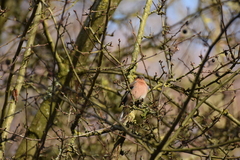 Fringilla coelebs