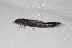 Atractocerus brasiliensis