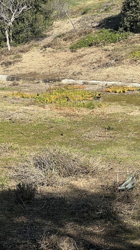 Carpobrotus aequilaterus, 2023-02-19