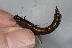 Atractocerus brasiliensis