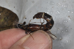 Atractocerus brasiliensis