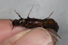 Atractocerus brasiliensis