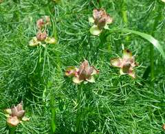 Paeonia tenuifolia