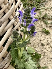 Salvia verbenaca