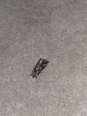 Autographa californica