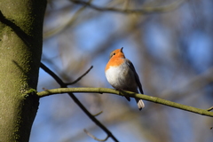 Erithacus rubecula