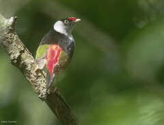 Ilicura militaris
