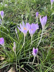Crocus tommasinianus