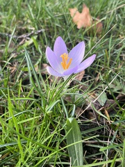 Crocus tommasinianus