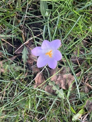 Crocus tommasinianus