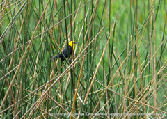 Chrysomus icterocephalus bogotensis