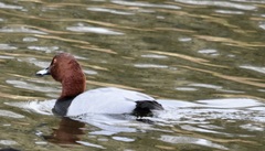 Aythya ferina