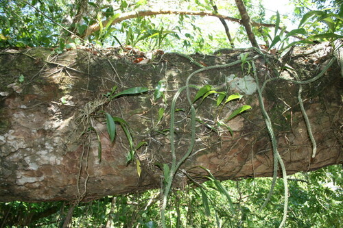 Deamia funis