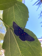 Melanis cephise