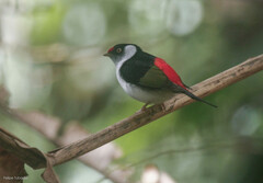Ilicura militaris