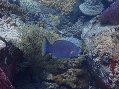 Oxycheilinus digramma