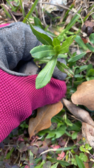 Alternanthera philoxeroides