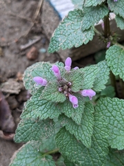 Lamium purpureum
