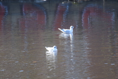 Chroicocephalus ridibundus