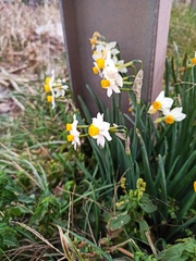 Narcissus tazetta
