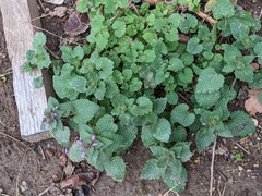 Lamium purpureum