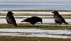 Corvus brachyrhynchos
