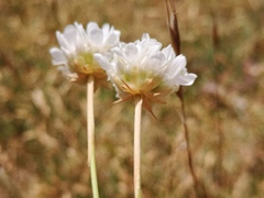 Armeria arenaria